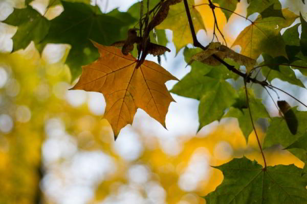 Обзор объективов YongNuo 50 mm F1.8 II и YN50mm F1.4: китайское — не значит худшее Обзор объективов YongNuo 50 mm F1.8 II и YN50mm F1.4: китайское — не значит худшее