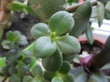 Обзор Xiaomi Mi 9 SE - компактный и немного упрощенный флагман Обзор Xiaomi Mi 9 SE - компактный и немного упрощенный флагман