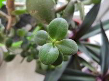 Обзор Xiaomi Mi 9 SE - компактный и немного упрощенный флагман Обзор Xiaomi Mi 9 SE - компактный и немного упрощенный флагман