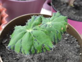 Обзор Xiaomi Mi 9 SE - компактный и немного упрощенный флагман Обзор Xiaomi Mi 9 SE - компактный и немного упрощенный флагман