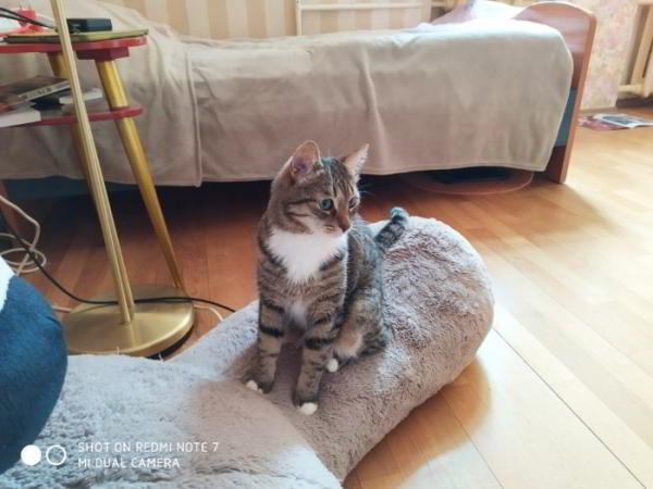 Обзор Redmi Note 7: один из самых совершенных смартфонов среднего класса Обзор Redmi Note 7: один из самых совершенных смартфонов среднего класса