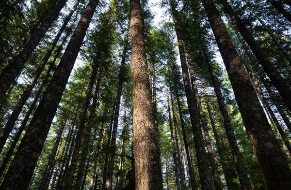 Обзор Olympus PEN E-PL9: лучшая альтернатива телефонной камере Обзор Olympus PEN E-PL9: лучшая альтернатива телефонной камере