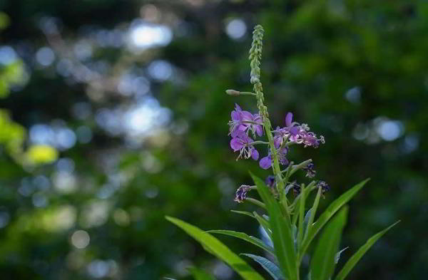 Обзор Pentax K-1 II: новая камера в старой упаковке Обзор Pentax K-1 II: новая камера в старой упаковке