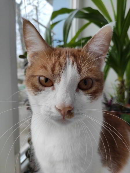 Обзор Xiaomi Mi 9 SE - компактный и немного упрощенный флагман Обзор Xiaomi Mi 9 SE - компактный и немного упрощенный флагман