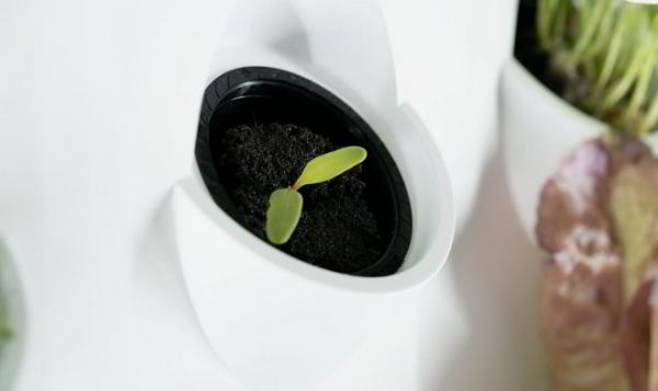 Домашний гидропонный сад iHarvest ускорит рост овощей в два раза Домашний гидропонный сад iHarvest ускорит рост овощей в два раза