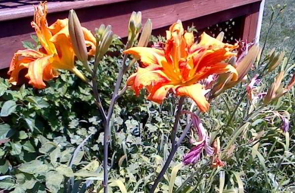 Обзор Acer Chromebook Tab 10: начало чего-то нового Обзор Acer Chromebook Tab 10: начало чего-то нового