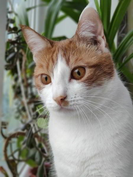 Обзор Xiaomi Mi 9 SE - компактный и немного упрощенный флагман Обзор Xiaomi Mi 9 SE - компактный и немного упрощенный флагман