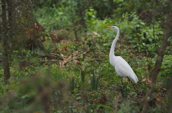 Обзор Olympus OM-D E-M1X: беззеркалка с лучшей стабилизацией Обзор Olympus OM-D E-M1X: беззеркалка с лучшей стабилизацией