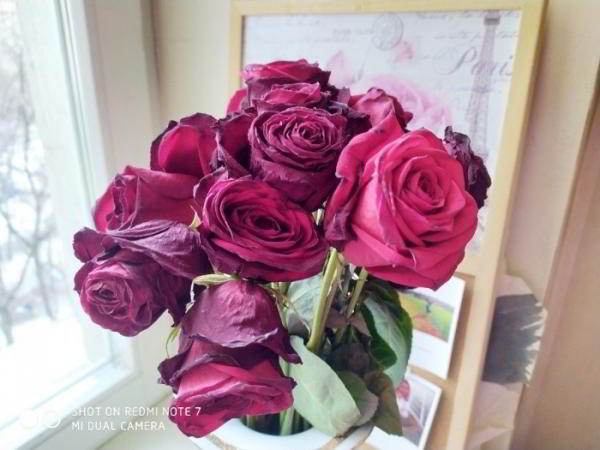 Обзор Redmi Note 7: один из самых совершенных смартфонов среднего класса Обзор Redmi Note 7: один из самых совершенных смартфонов среднего класса