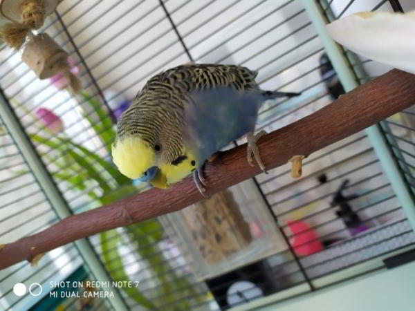 Обзор Redmi Note 7: один из самых совершенных смартфонов среднего класса Обзор Redmi Note 7: один из самых совершенных смартфонов среднего класса