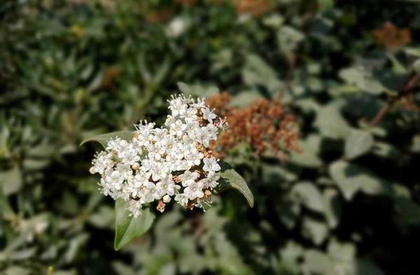 Обзор Samsung Galaxy S10 Plus: универсальный телефон со всем необходимым Обзор Samsung Galaxy S10 Plus: универсальный телефон со всем необходимым