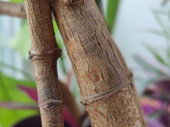 Обзор Xiaomi Mi 9 SE - компактный и немного упрощенный флагман Обзор Xiaomi Mi 9 SE - компактный и немного упрощенный флагман