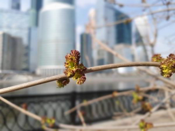 Какой смартфон снимает лучше: фототест для Huawei P30 Pro, Samsung Galaxy S10 и Xiaomi Mi 9 Какой смартфон снимает лучше: фототест для Huawei P30 Pro, Samsung Galaxy S10 и Xiaomi Mi 9