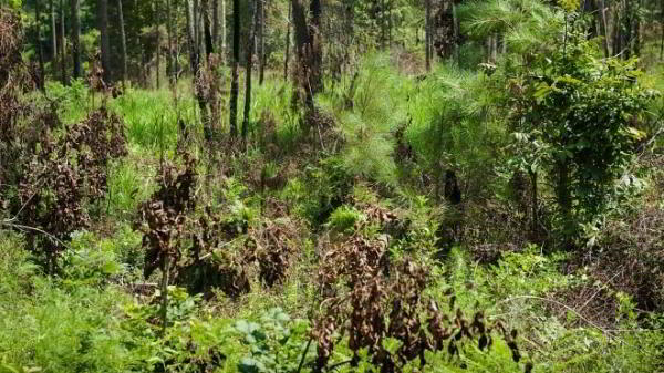 Армия США тестирует новый маскировочный костюм для снайперов Армия США тестирует новый маскировочный костюм для снайперов