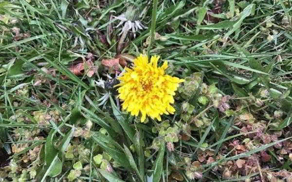 Обзор Apple iPad (2018) — Новый iPad почти не обновлён, но остаётся королём планшетов Обзор Apple iPad (2018) — Новый iPad почти не обновлён, но остаётся королём планшетов