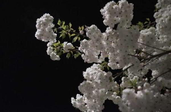 Обзор Fujifilm X-H1: лучшая беззеркальная камера Fujifilm 2018 Обзор Fujifilm X-H1: лучшая беззеркальная камера Fujifilm 2018