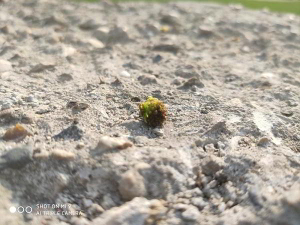 Обзор Xiaomi Mi 9: недорогой флагман Обзор Xiaomi Mi 9: недорогой флагман