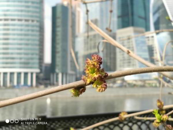 Какой смартфон снимает лучше: фототест для Huawei P30 Pro, Samsung Galaxy S10 и Xiaomi Mi 9 Какой смартфон снимает лучше: фототест для Huawei P30 Pro, Samsung Galaxy S10 и Xiaomi Mi 9