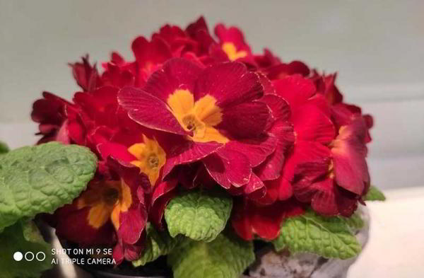 Обзор Xiaomi Mi 9 SE уменьшенной версии флагмана Обзор Xiaomi Mi 9 SE уменьшенной версии флагмана