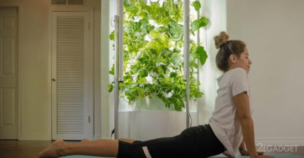 iHarvest – гидропонный домашний сад, вдвое ускоряющий рост овощей (7 фото + видео) iHarvest – гидропонный домашний сад, вдвое ускоряющий рост овощей (7 фото + видео)