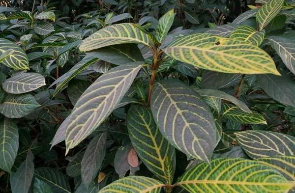 Обзор Honor 10 Lite: бюджетный телефон с потрясной внешностью Обзор Honor 10 Lite: бюджетный телефон с потрясной внешностью