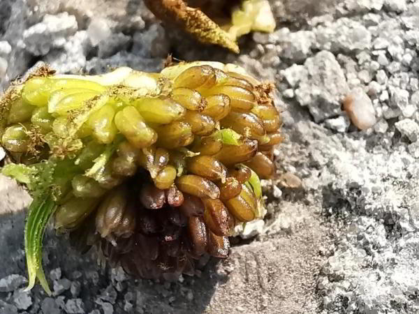 Какой смартфон снимает лучше: фототест для Huawei P30 Pro, Samsung Galaxy S10 и Xiaomi Mi 9 Какой смартфон снимает лучше: фототест для Huawei P30 Pro, Samsung Galaxy S10 и Xiaomi Mi 9