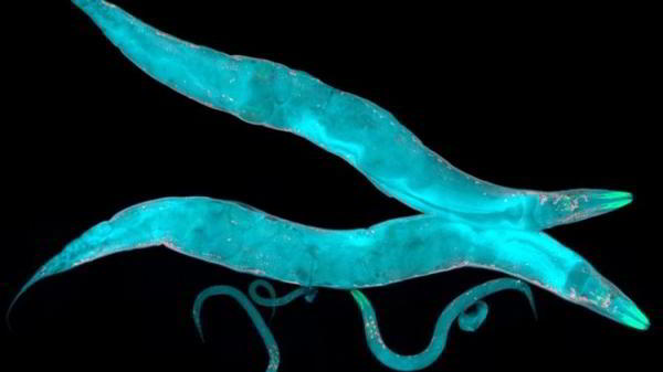 Лекарство от старости продлевает жизнь в полтора раза — правда, пока только у лабораторных червей Лекарство от старости продлевает жизнь в полтора раза — правда, пока только у лабораторных червей