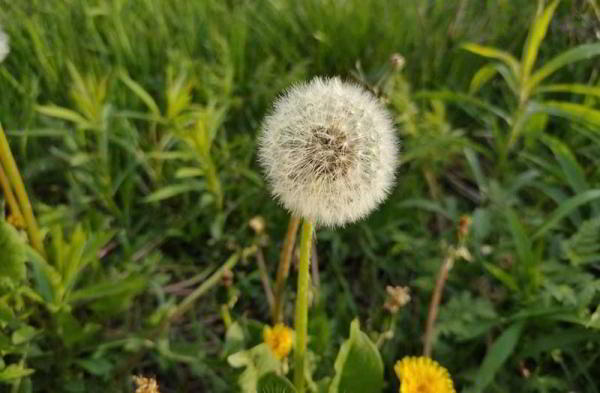 Обзор Oppo Reno: уникальный телефон с выдвижной камерой Обзор Oppo Reno: уникальный телефон с выдвижной камерой