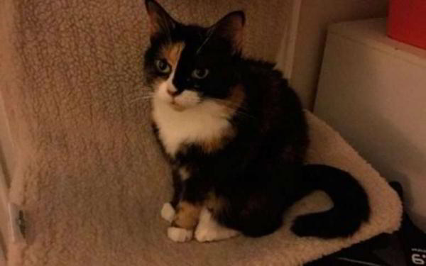 Запоздалый обзор iPad Mini 4 — Планшет стал тоньше, меньше и мощнее Запоздалый обзор iPad Mini 4 — Планшет стал тоньше, меньше и мощнее