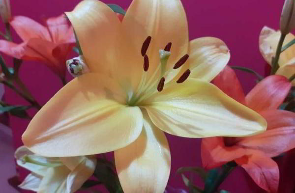 Обзор Samsung Galaxy M20: угроза смартфонам Xiaomi и Huawei Обзор Samsung Galaxy M20: угроза смартфонам Xiaomi и Huawei