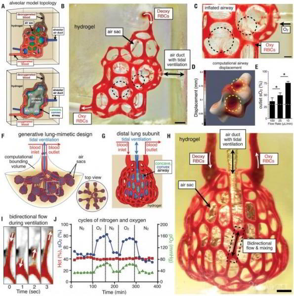 Впервые человеческие лёгкие напечатали на 3D-принтере (2 фото + видео) Впервые человеческие лёгкие напечатали на 3D-принтере (2 фото + видео)