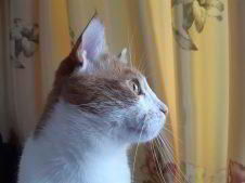 Обзор Samsung Galaxy A40 — компактный средний класс Обзор Samsung Galaxy A40 — компактный средний класс