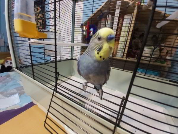 Обзор Samsung Galaxy A70: смартфон с огромным экраном и мощной батареей Обзор Samsung Galaxy A70: смартфон с огромным экраном и мощной батареей