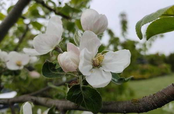 Обзор Oppo Reno: уникальный телефон с выдвижной камерой Обзор Oppo Reno: уникальный телефон с выдвижной камерой