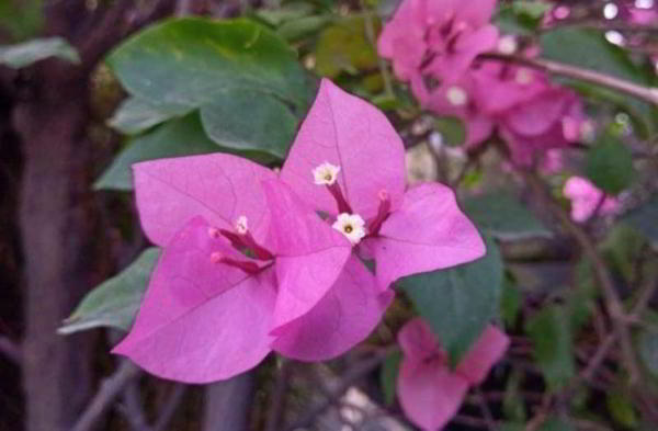 Обзор Elephone A5: сумеречный дизайн и пять камер за 200$ Обзор Elephone A5: сумеречный дизайн и пять камер за 200$