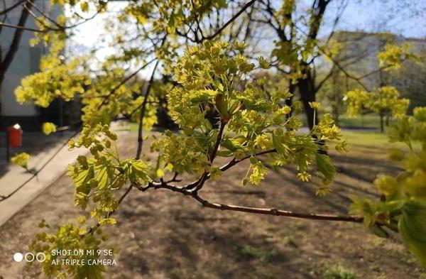 Обзор Xiaomi Mi 9 SE уменьшенной версии флагмана Обзор Xiaomi Mi 9 SE уменьшенной версии флагмана