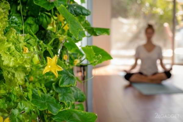 iHarvest – гидропонный домашний сад, вдвое ускоряющий рост овощей (7 фото + видео) iHarvest – гидропонный домашний сад, вдвое ускоряющий рост овощей (7 фото + видео)