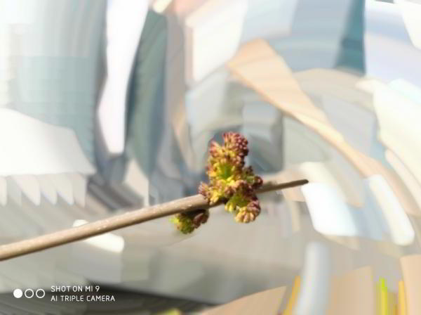 Какой смартфон снимает лучше: фототест для Huawei P30 Pro, Samsung Galaxy S10 и Xiaomi Mi 9 Какой смартфон снимает лучше: фототест для Huawei P30 Pro, Samsung Galaxy S10 и Xiaomi Mi 9