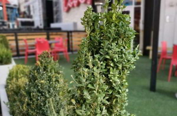 Обзор смартфона Honor Magic 2: яркого слайдера без рамок Обзор смартфона Honor Magic 2: яркого слайдера без рамок