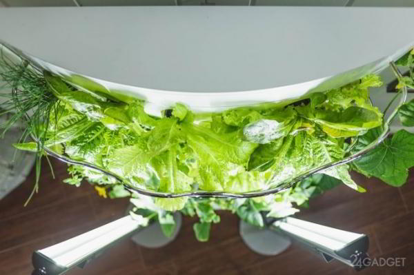 iHarvest – гидропонный домашний сад, вдвое ускоряющий рост овощей (7 фото + видео) iHarvest – гидропонный домашний сад, вдвое ускоряющий рост овощей (7 фото + видео)