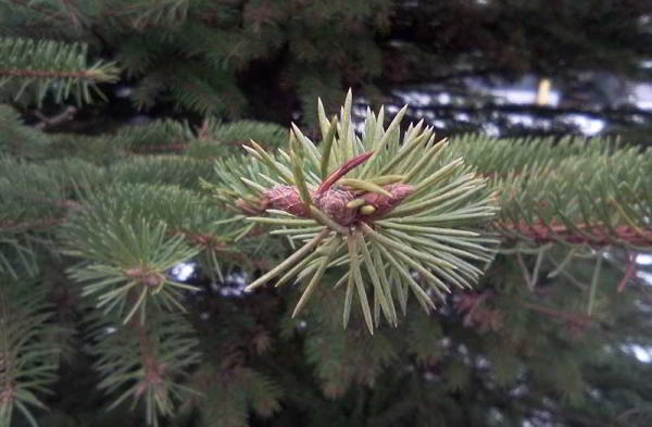 Обзор Vertex Impress Astra: бюджетник с премиум-дизайном и NFC Обзор Vertex Impress Astra: бюджетник с премиум-дизайном и NFC