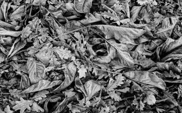 Фотоаппарат Canon G1X Mark III — Обзор улучшенной и более компактной камеры Фотоаппарат Canon G1X Mark III — Обзор улучшенной и более компактной камеры