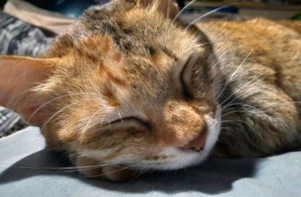 Обзор Asus Zenfone Max Pro M2 обновлённого большого смартфона Обзор Asus Zenfone Max Pro M2 обновлённого большого смартфона