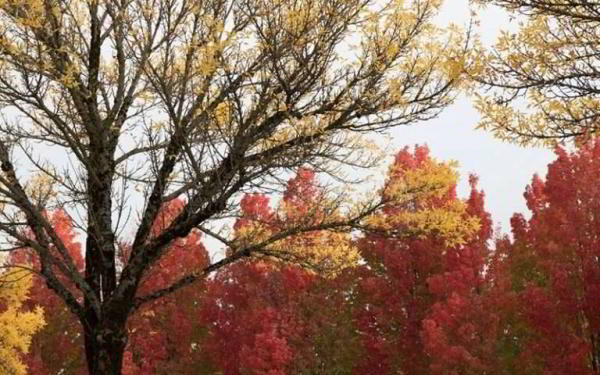 Обзор Canon EOS 77D — Средний ребёнок, которого вы по-прежнему любите Обзор Canon EOS 77D — Средний ребёнок, которого вы по-прежнему любите