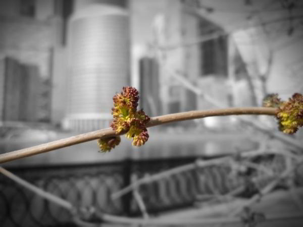 Какой смартфон снимает лучше: фототест для Huawei P30 Pro, Samsung Galaxy S10 и Xiaomi Mi 9 Какой смартфон снимает лучше: фототест для Huawei P30 Pro, Samsung Galaxy S10 и Xiaomi Mi 9