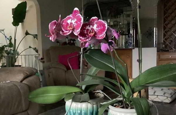 Обзор iPad mini 2019: обновлённого небольшого планшета Обзор iPad mini 2019: обновлённого небольшого планшета