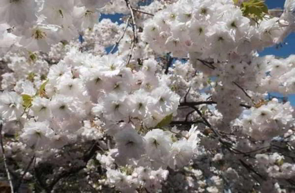 Обзор Fujifilm X-H1: лучшая беззеркальная камера Fujifilm 2018 Обзор Fujifilm X-H1: лучшая беззеркальная камера Fujifilm 2018