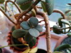 Обзор Huawei P30 Lite - идеальный баланс найден? Обзор Huawei P30 Lite - идеальный баланс найден?