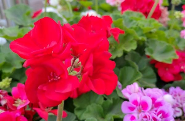 Обзор Asus Zenfone 6: флагманский телефон, не имеющий аналогов Обзор Asus Zenfone 6: флагманский телефон, не имеющий аналогов