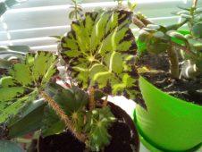 Обзор TP-Link Neffos C7 Lite — ультрабюджетник на Android Go Обзор TP-Link Neffos C7 Lite — ультрабюджетник на Android Go